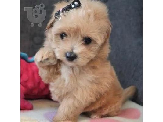 Υπέροχα κουτάβια Maltipoo